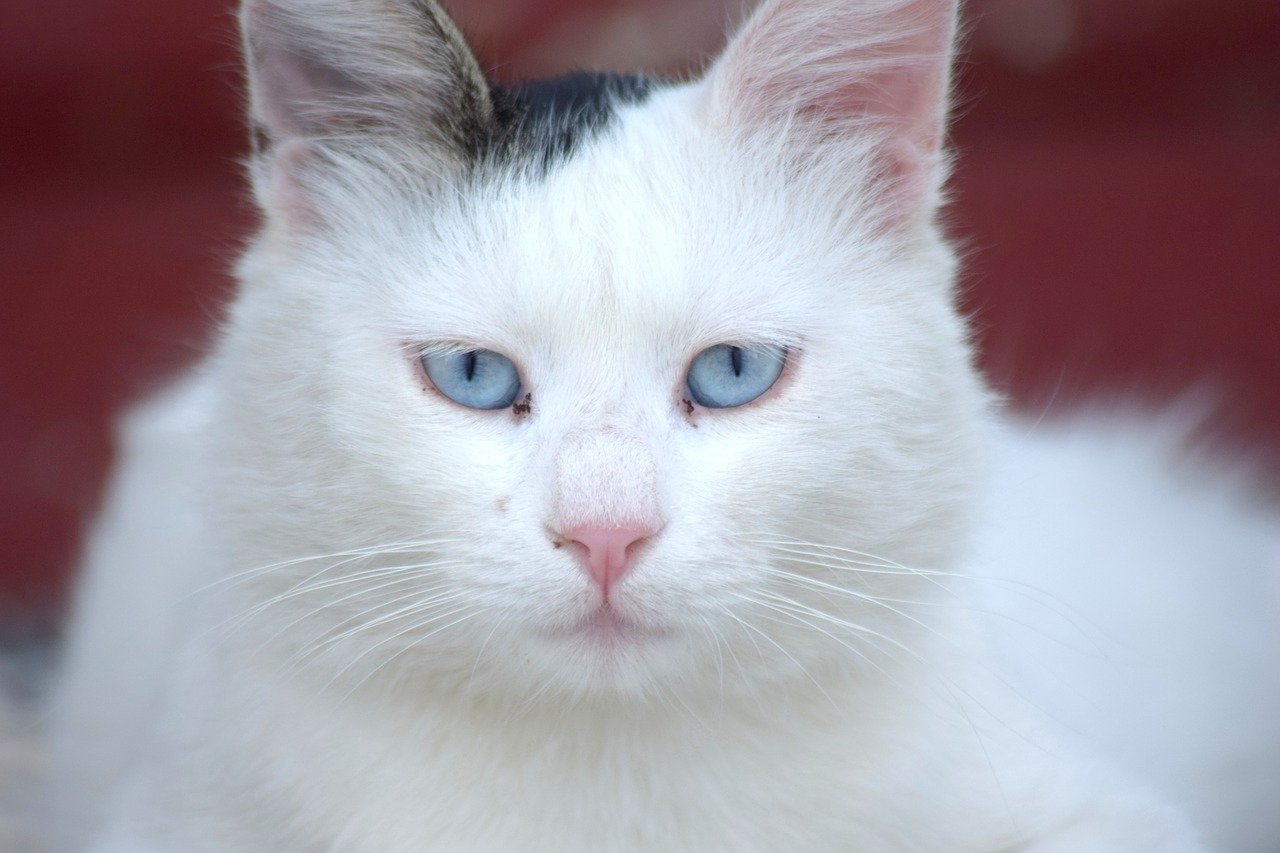 Белый кот с голубыми глазами фото
