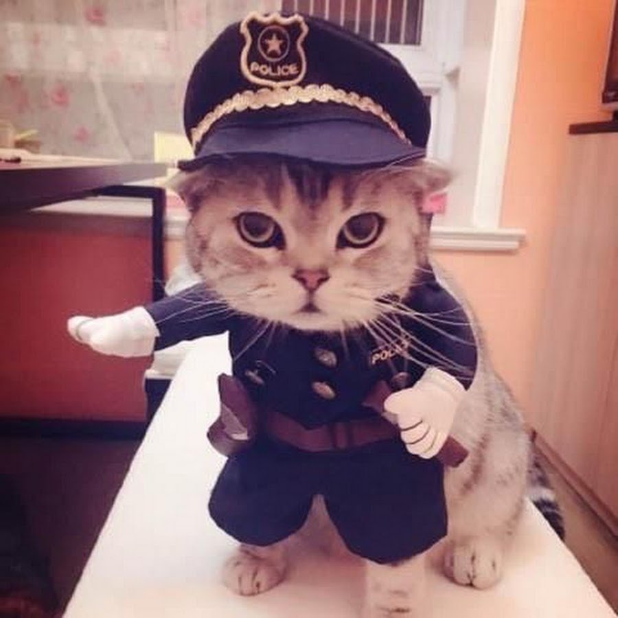 Котенок в полицейской форме