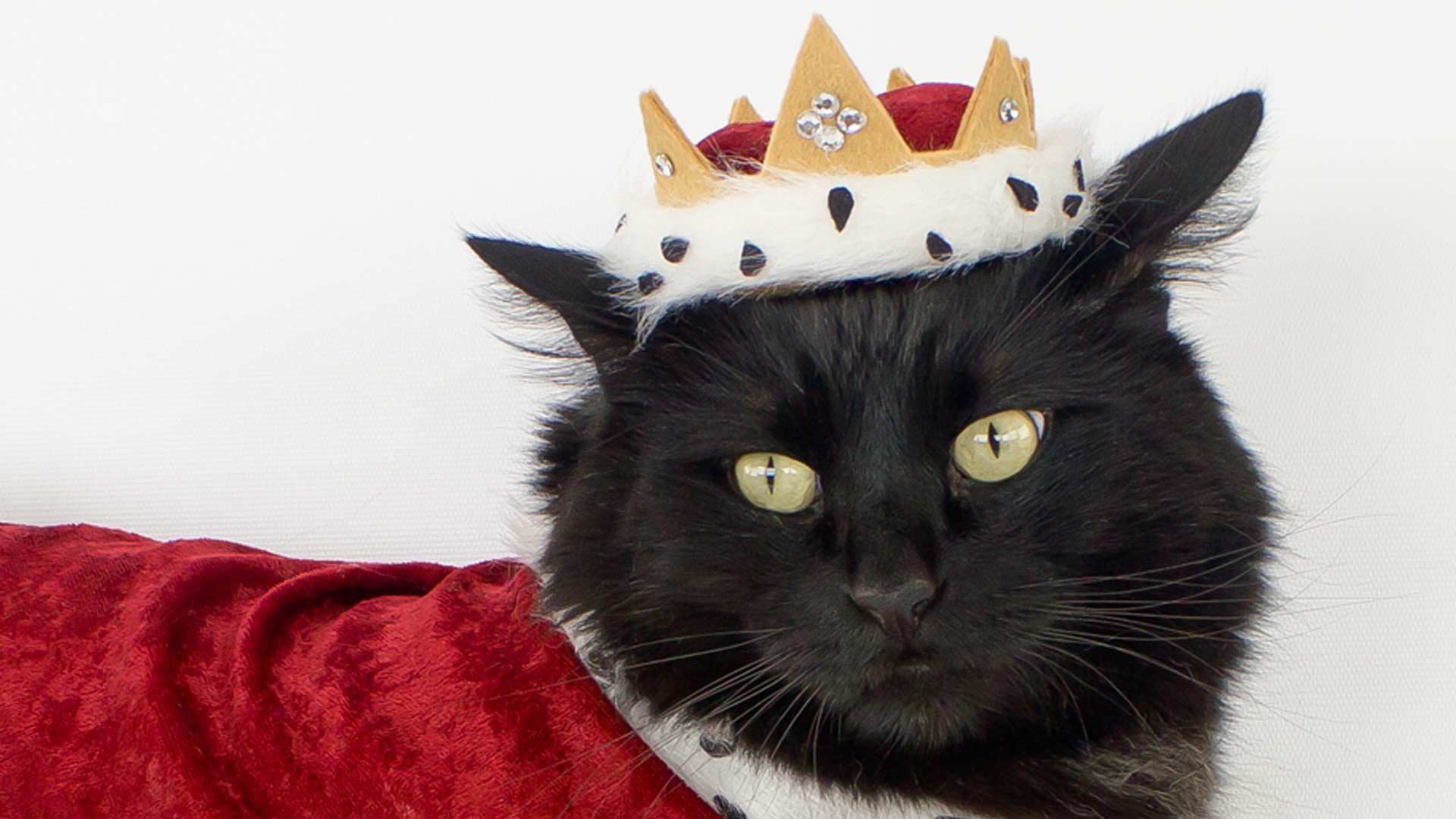 Черный кот в короне