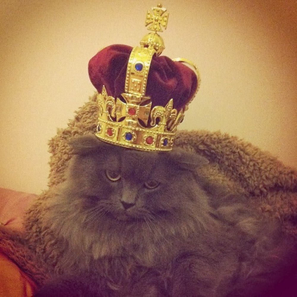 Кот с короной на голове