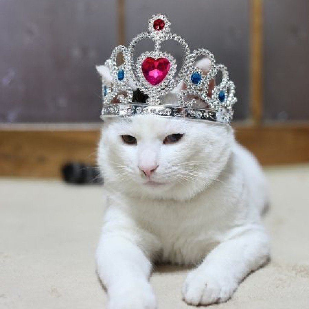 Кошечка с короной