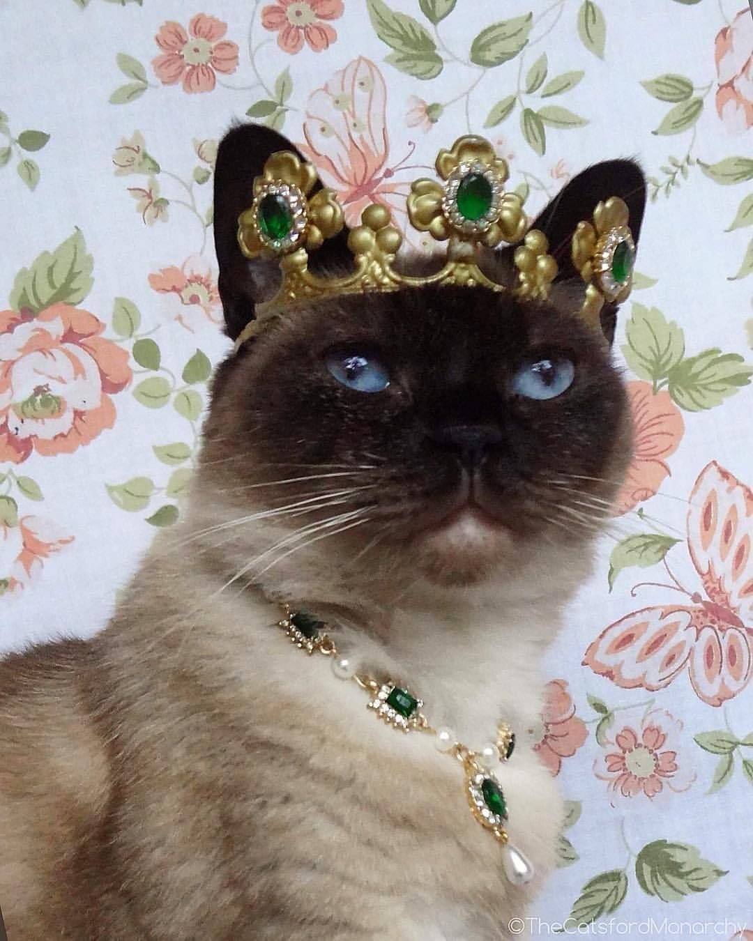 фото королевской кошки