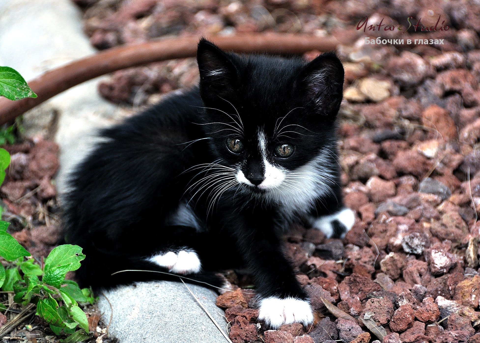 Маленький черный белый котенок. Длинношёрстный черно белый кот беспородный. Котенок черно-белый. Черный котенок с белыми лапками. Котята чёрно белые.