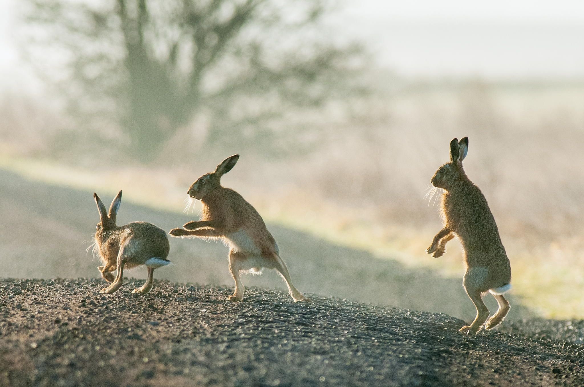Зайчик убегает. Заяц бежит. Заяц в прыжке. Заяц убегает. Кролик убегает.
