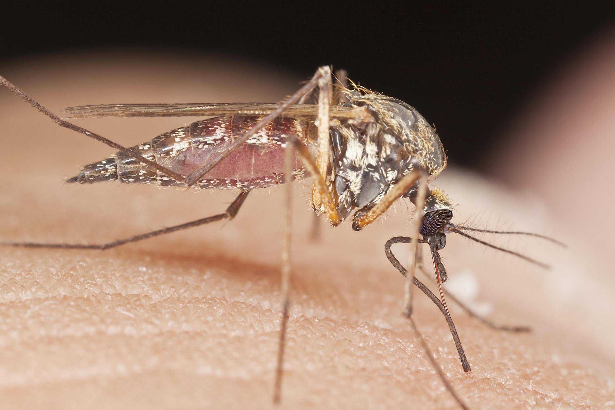 Как выглядит комар под микроскопом фото