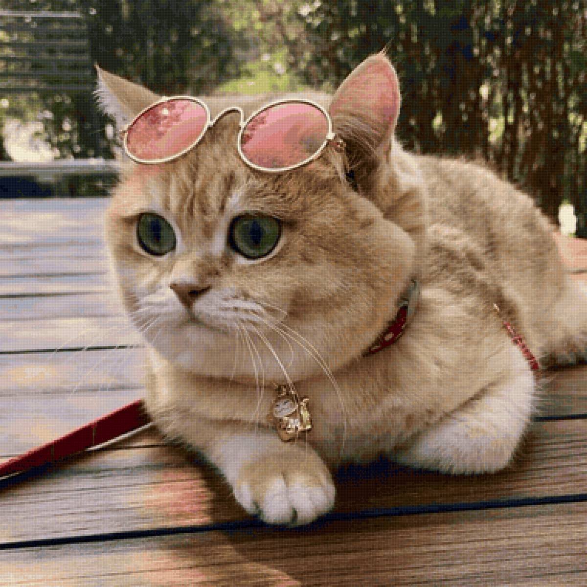 фото рыжего кота в очках