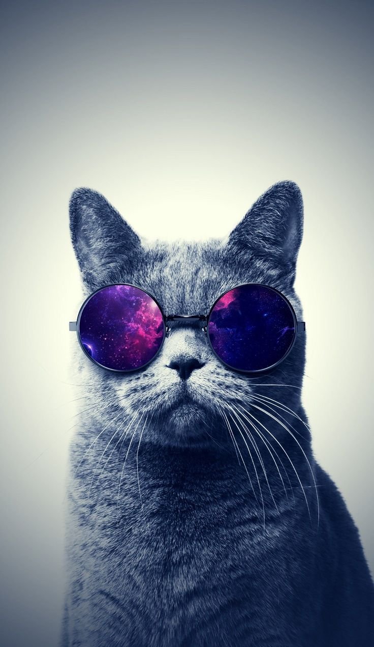 Кот в очках умный - 61 фото