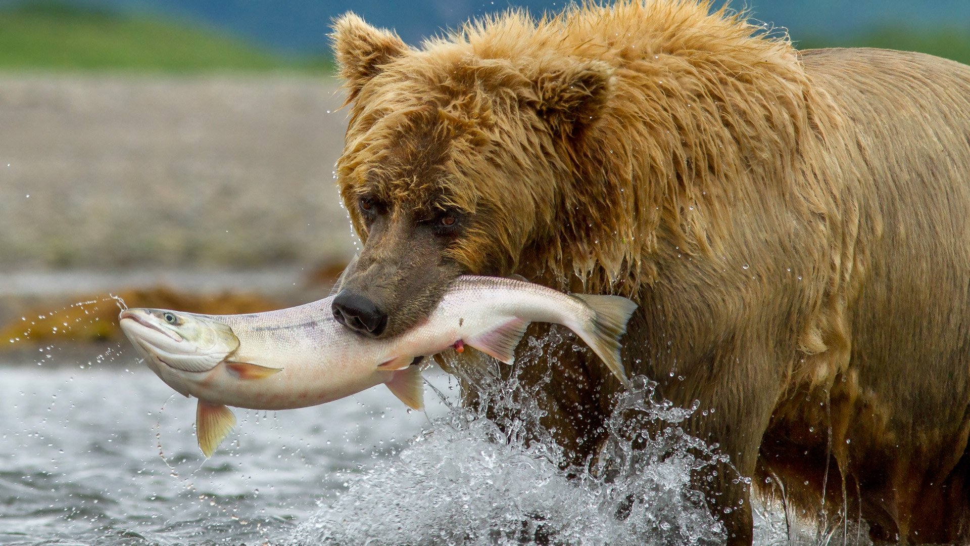 Собаки рыбу съедят. Медведь Гризли охотится. Бурый медведь с рыбой. Медведь ловит рыбу. Медведь с рыбой.
