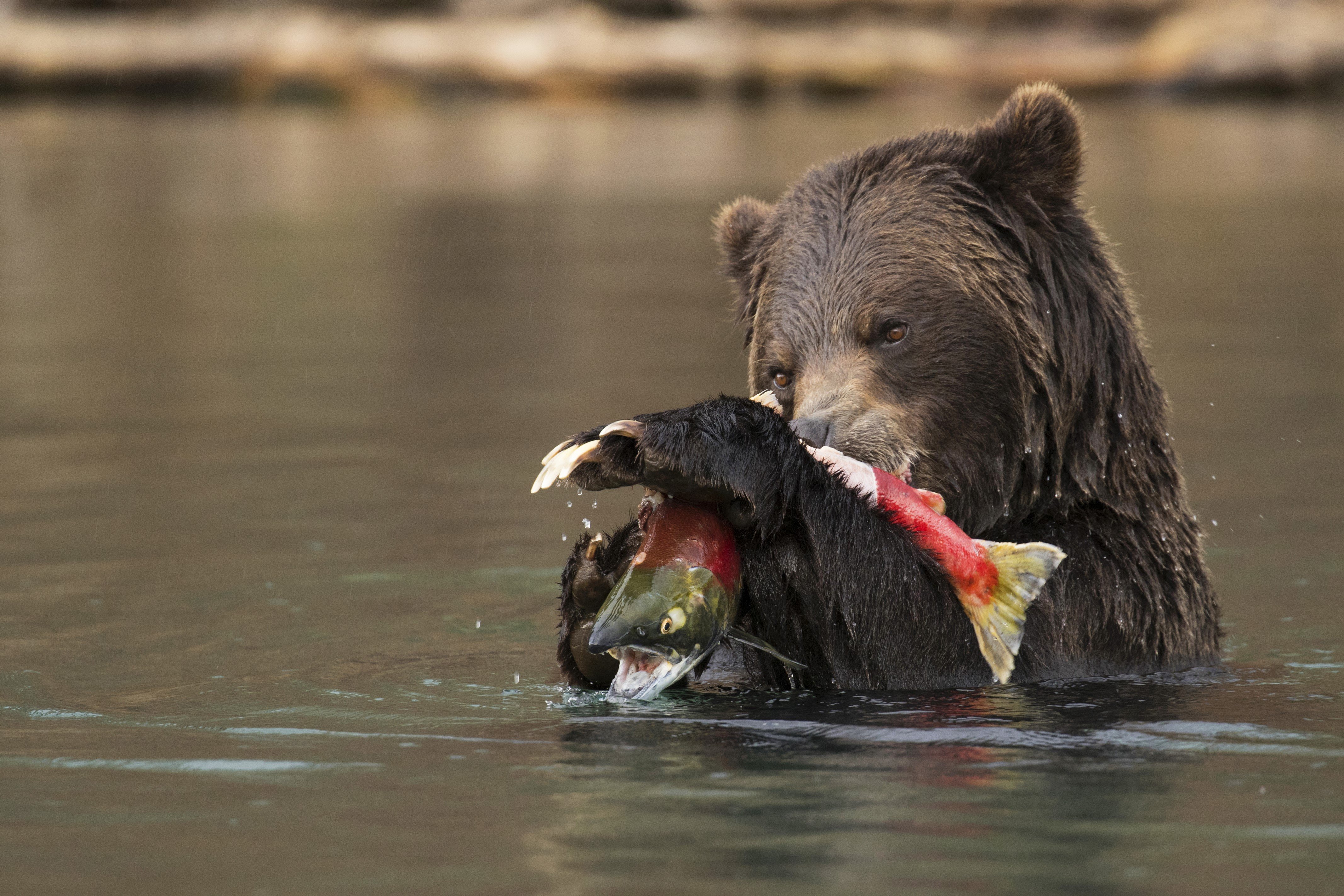 Питание медведя. Медведь Гризли. Медведь Гризли и лосось. Что едят медведь Гризли. Медведь Гризли с рыбой.