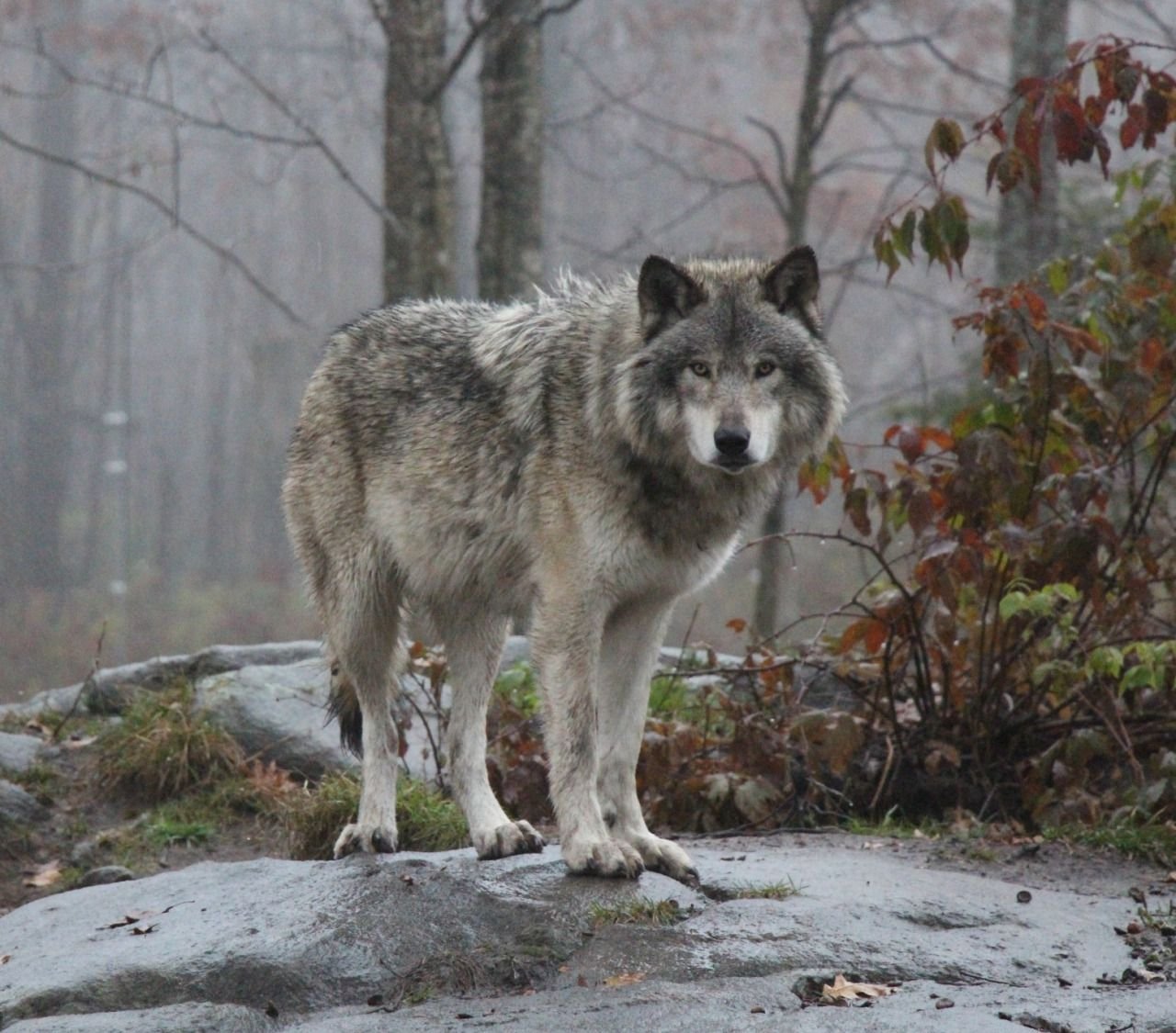 Жизнь серого волка. Среднерусский Лесной волк. Волк Акелла. «Серый волк» (Сары Буре). Волкособ.