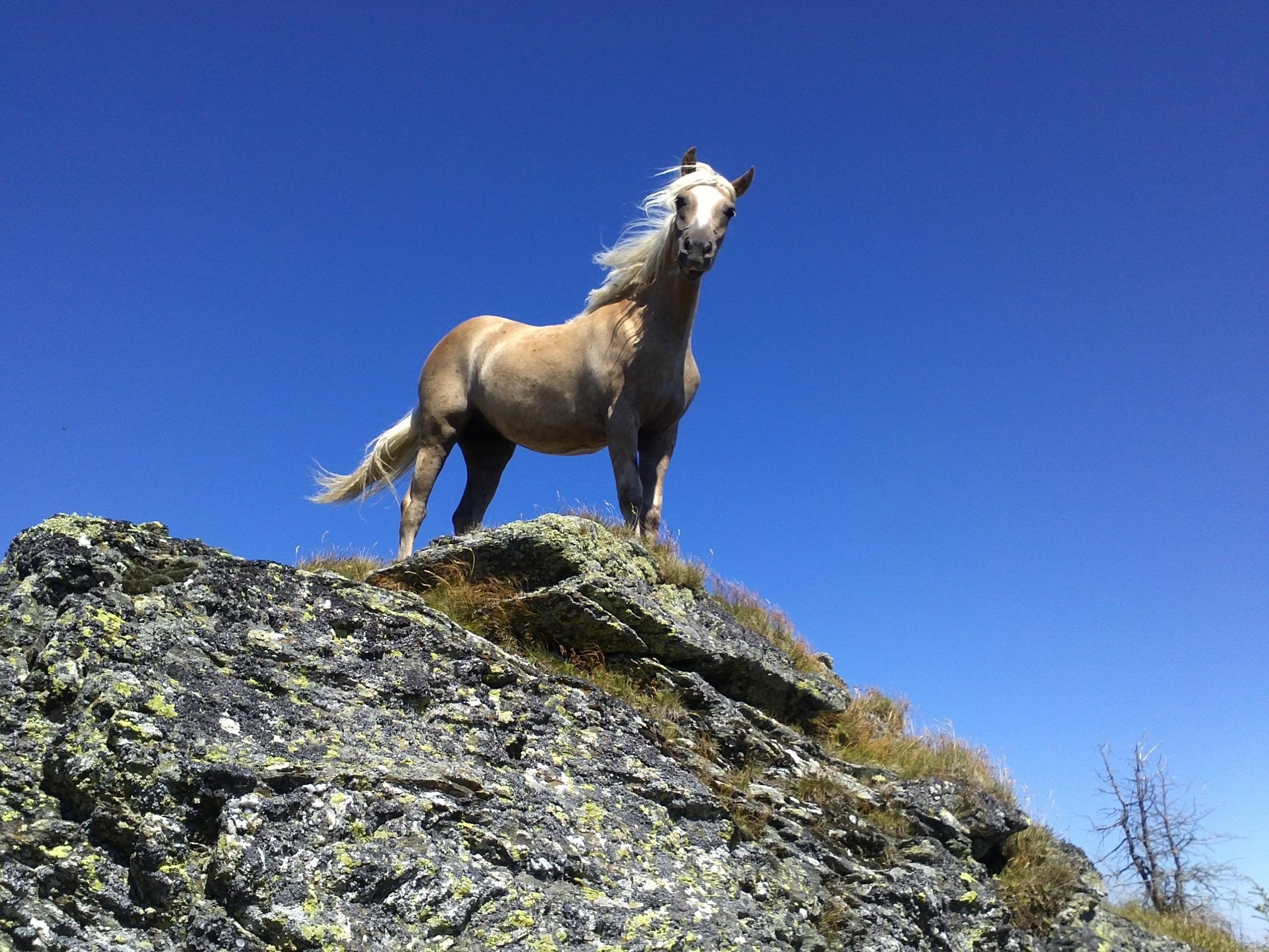 Ле кон. Конь на горе. Лошади в горах. Лошадь на скале. Лошадь на горе.