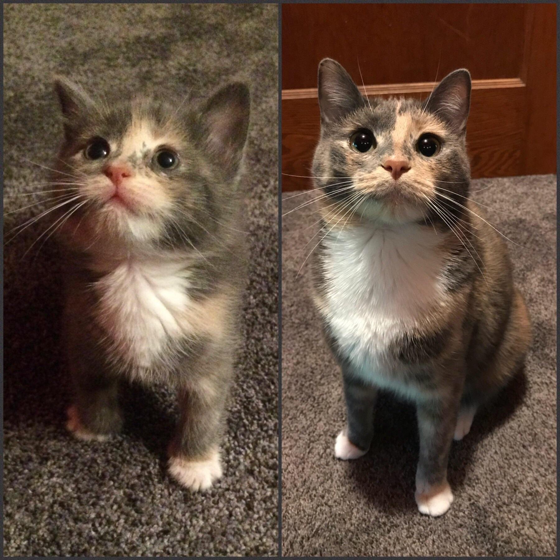 Как вырастают котята. Котята до и после. Взросление котят. Обычная кошка. Коты до и после взросления.
