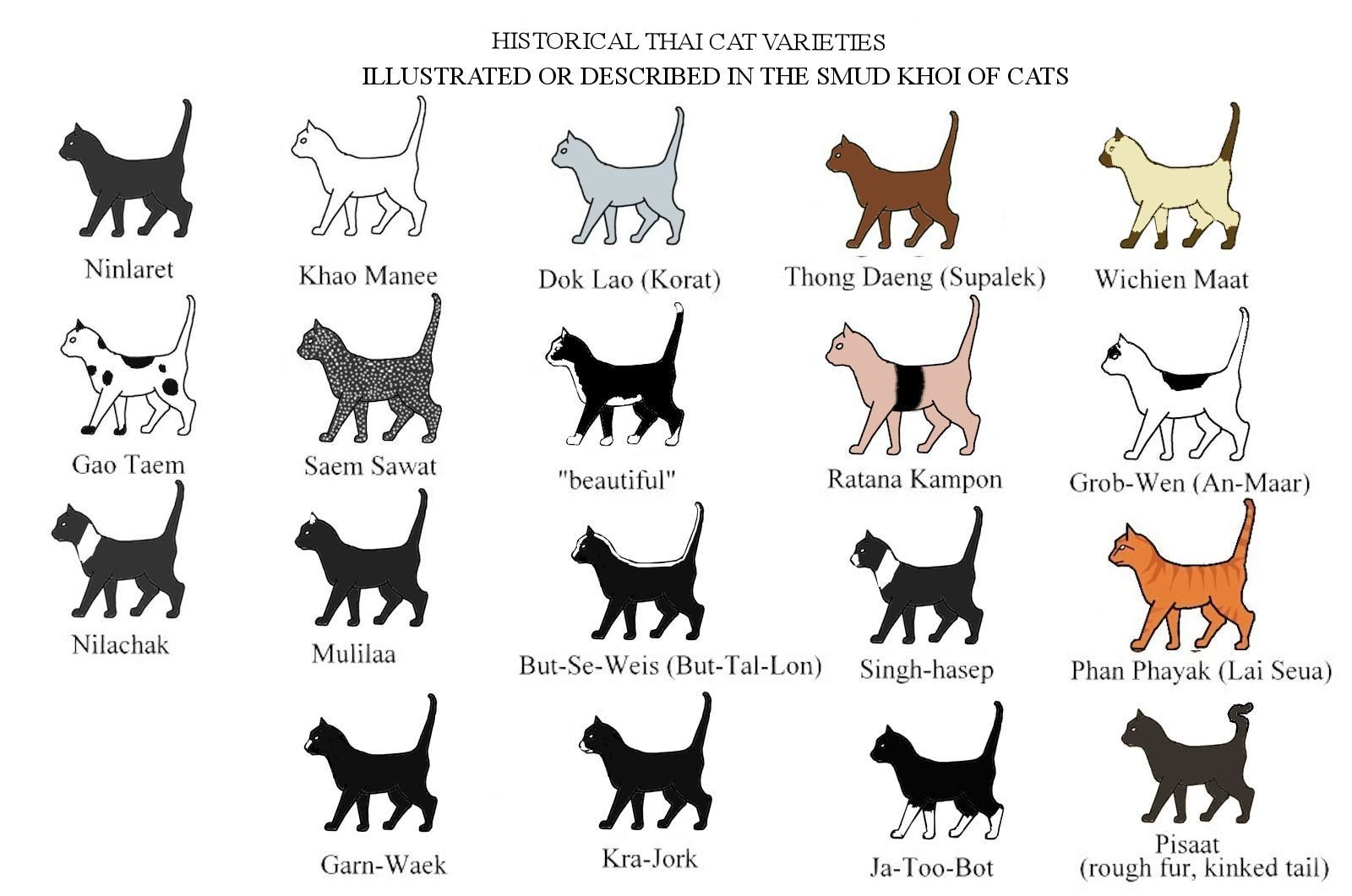 Найти породу кошки. Коты разных пород. Определить породу кошки. Породы кошек с названиями. Определитель породы кошек.