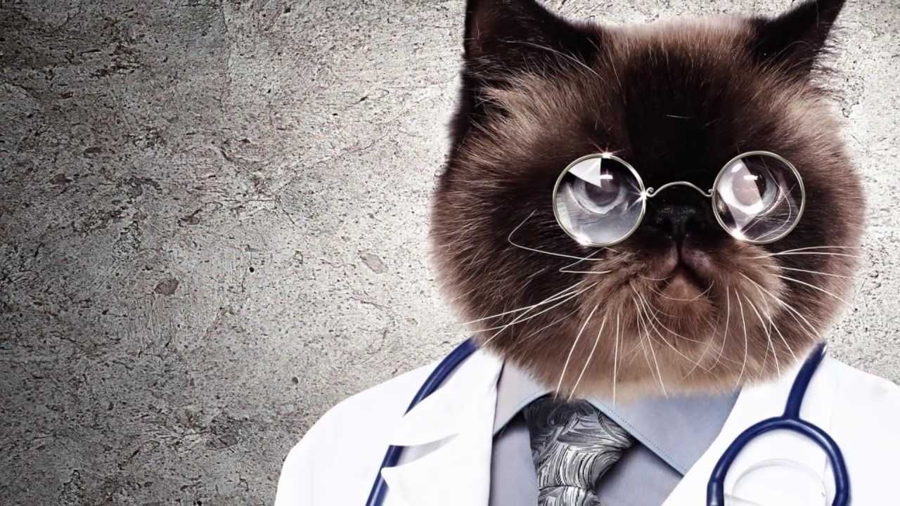 Кот доктор