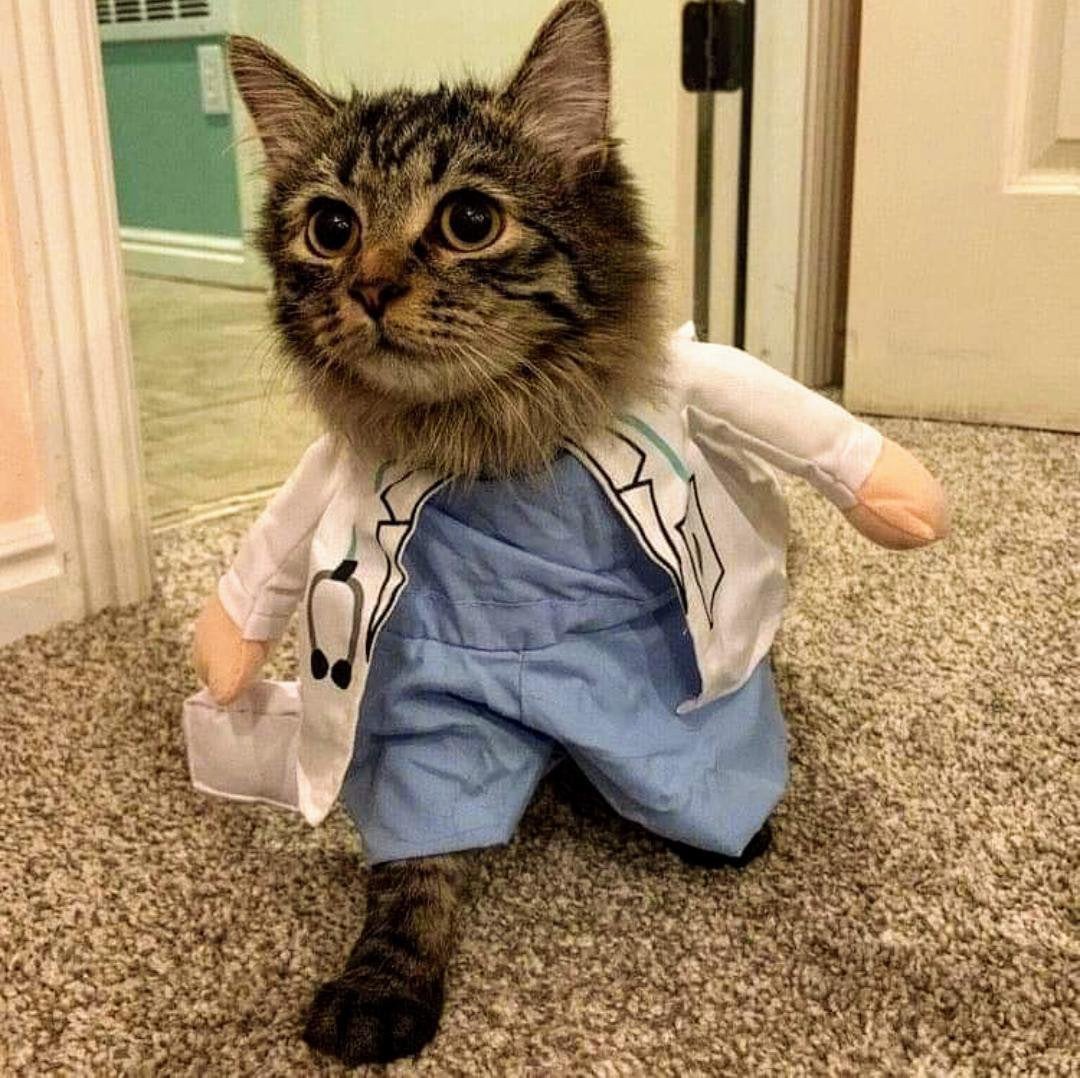 Кот доктор
