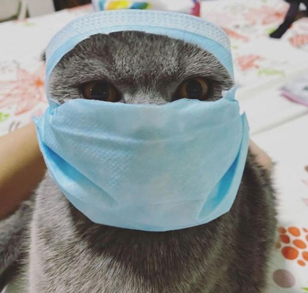 Выступление кота в маске. Кот в медицинской маске. Маска кошки. Животное в медицинской маске. Саске кот.