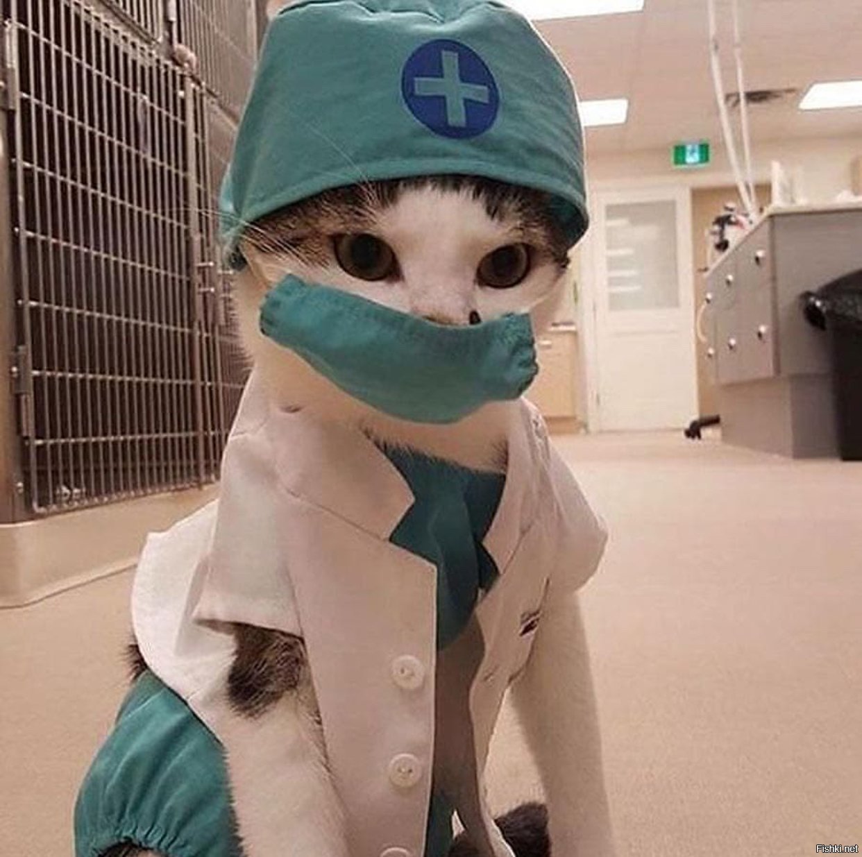 Кот медик