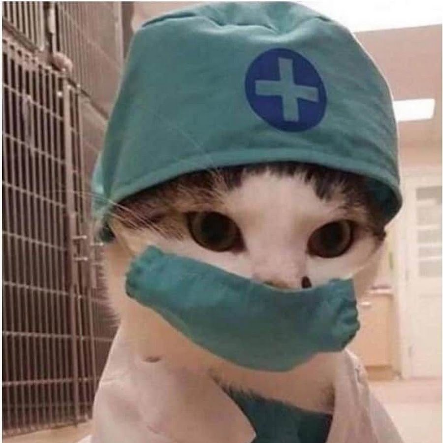 Медицинский кот