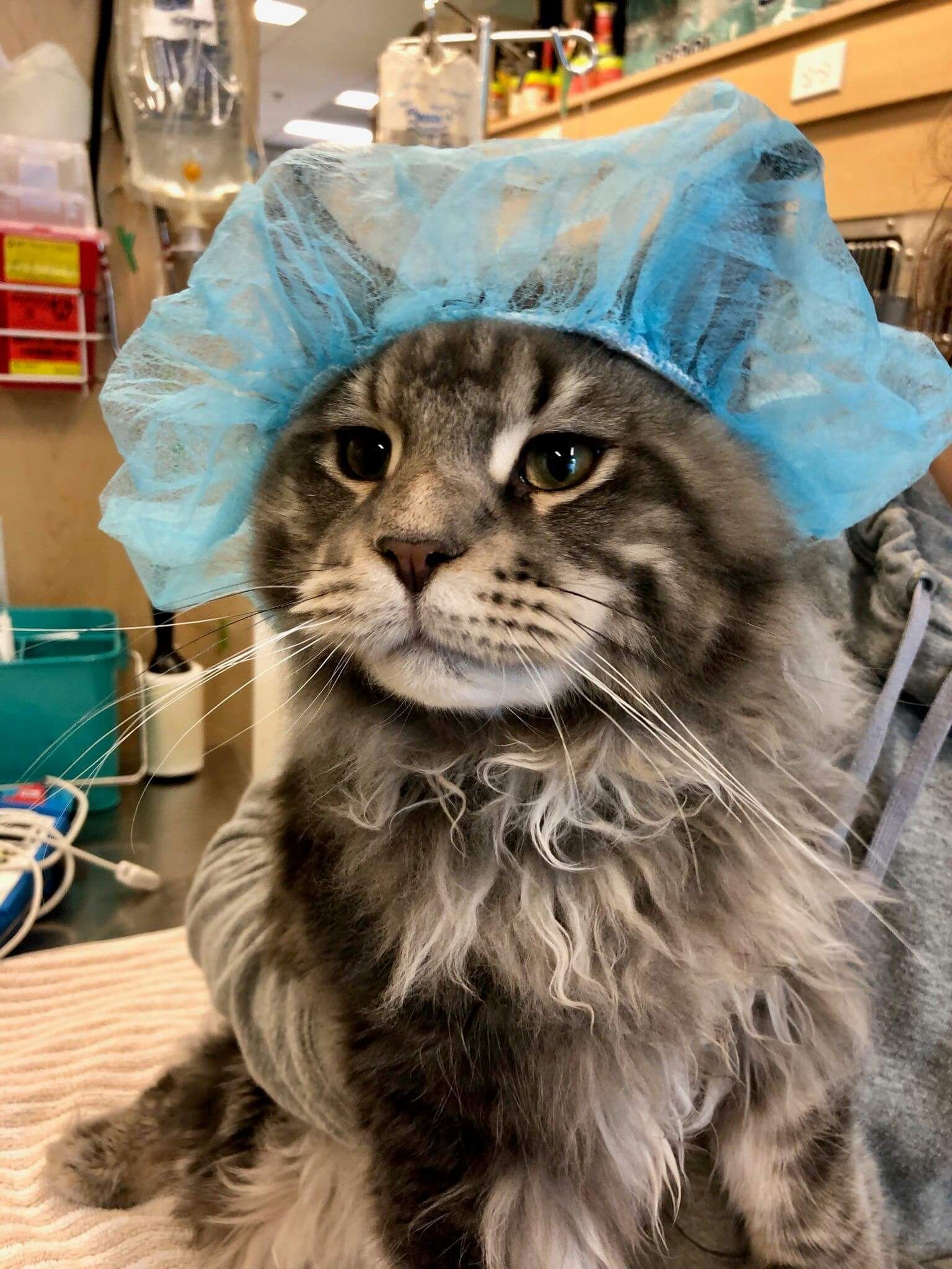 Кот в медицинской шапке