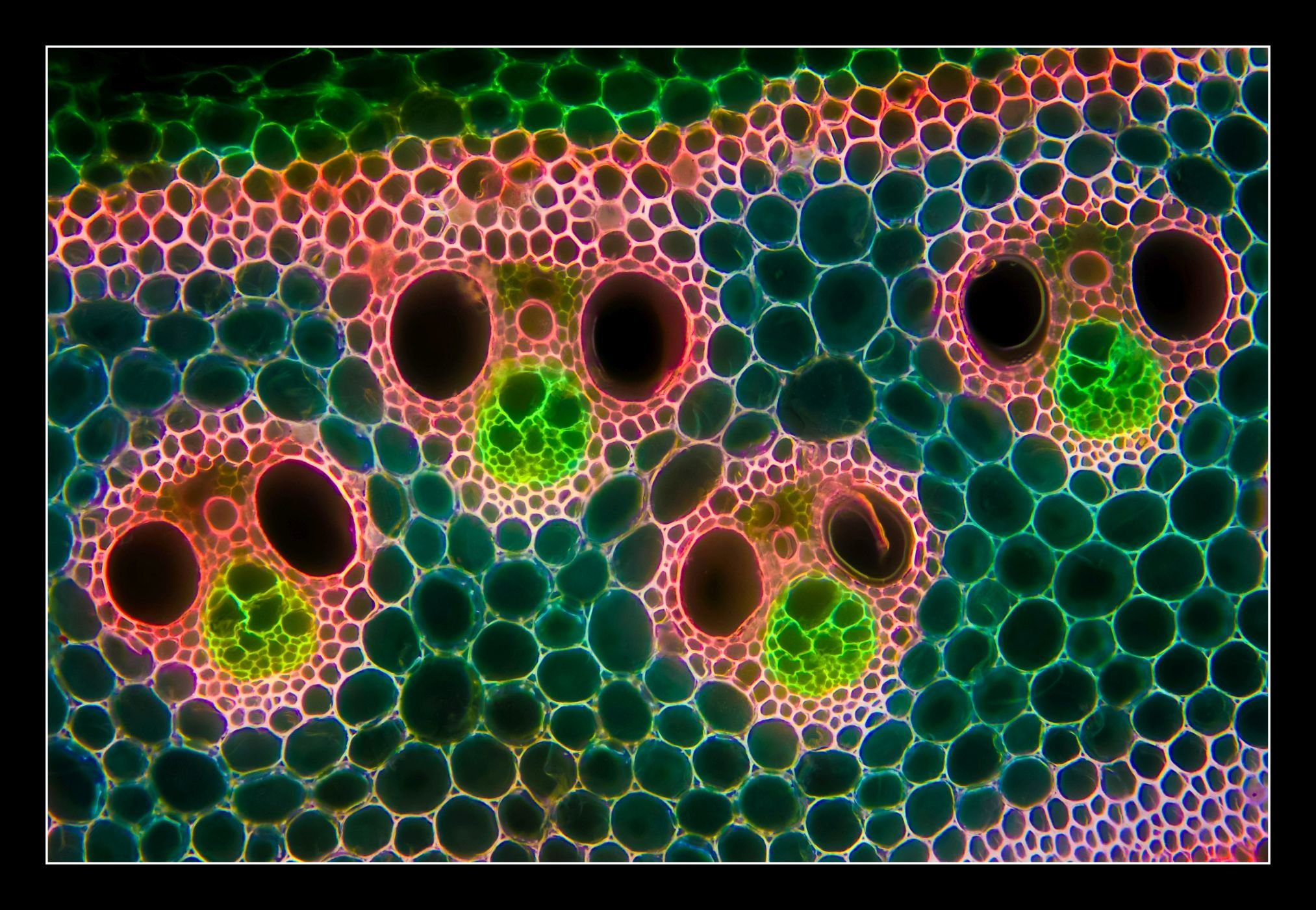 Живая клетка под микроскопом