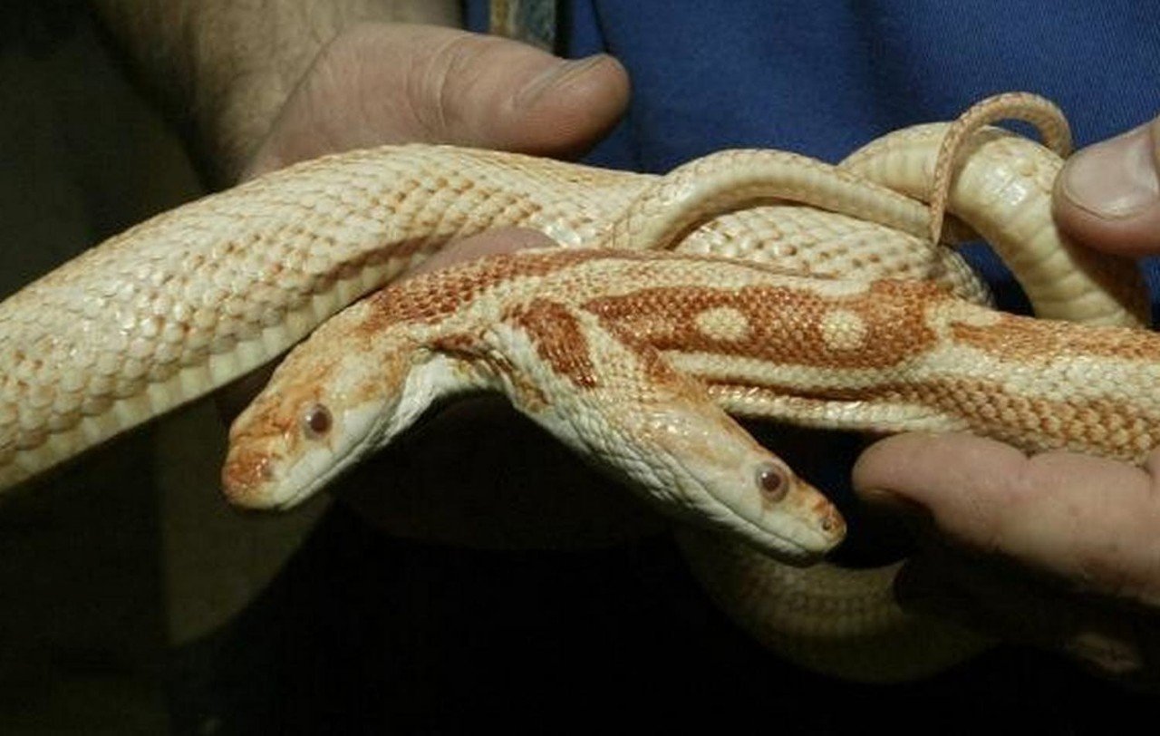 Двуглавая змея. Королевская змея Калифорнийская Albino. Калифорнийская двухголовая Королевская змея. Двухголовая змея альбинос. Полоз альбинос.