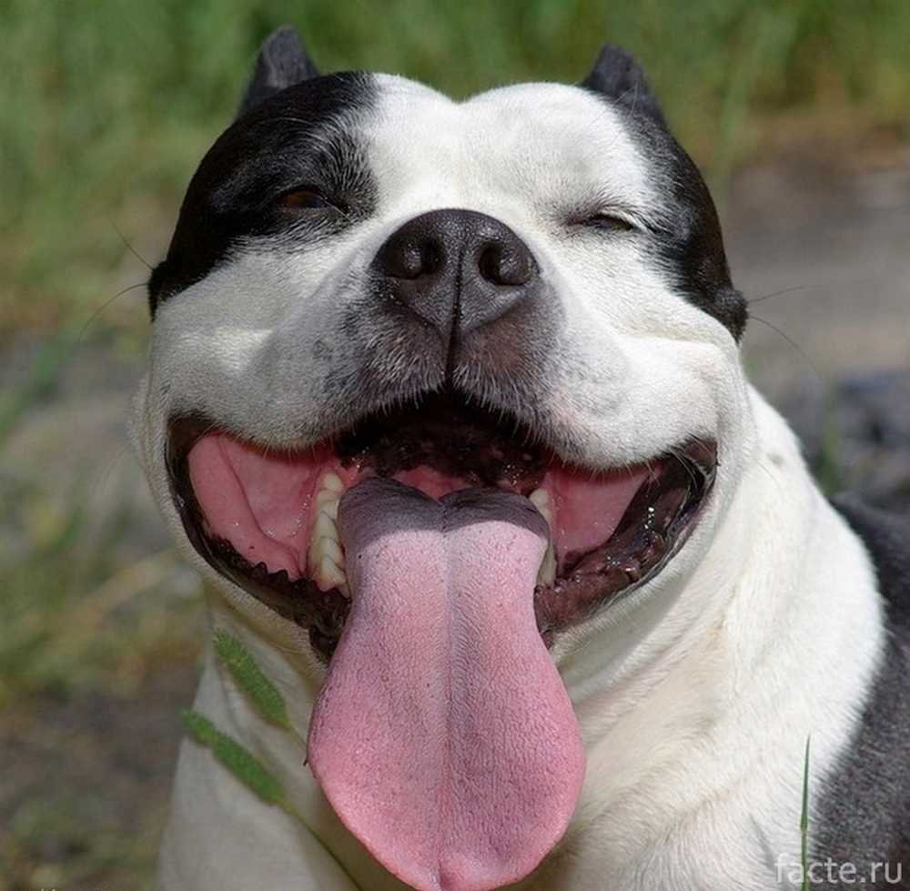 Всегда большой язык. Веселая собака. Собака с вытянутым языком. Улыбка собаки. Смешная улыбка.