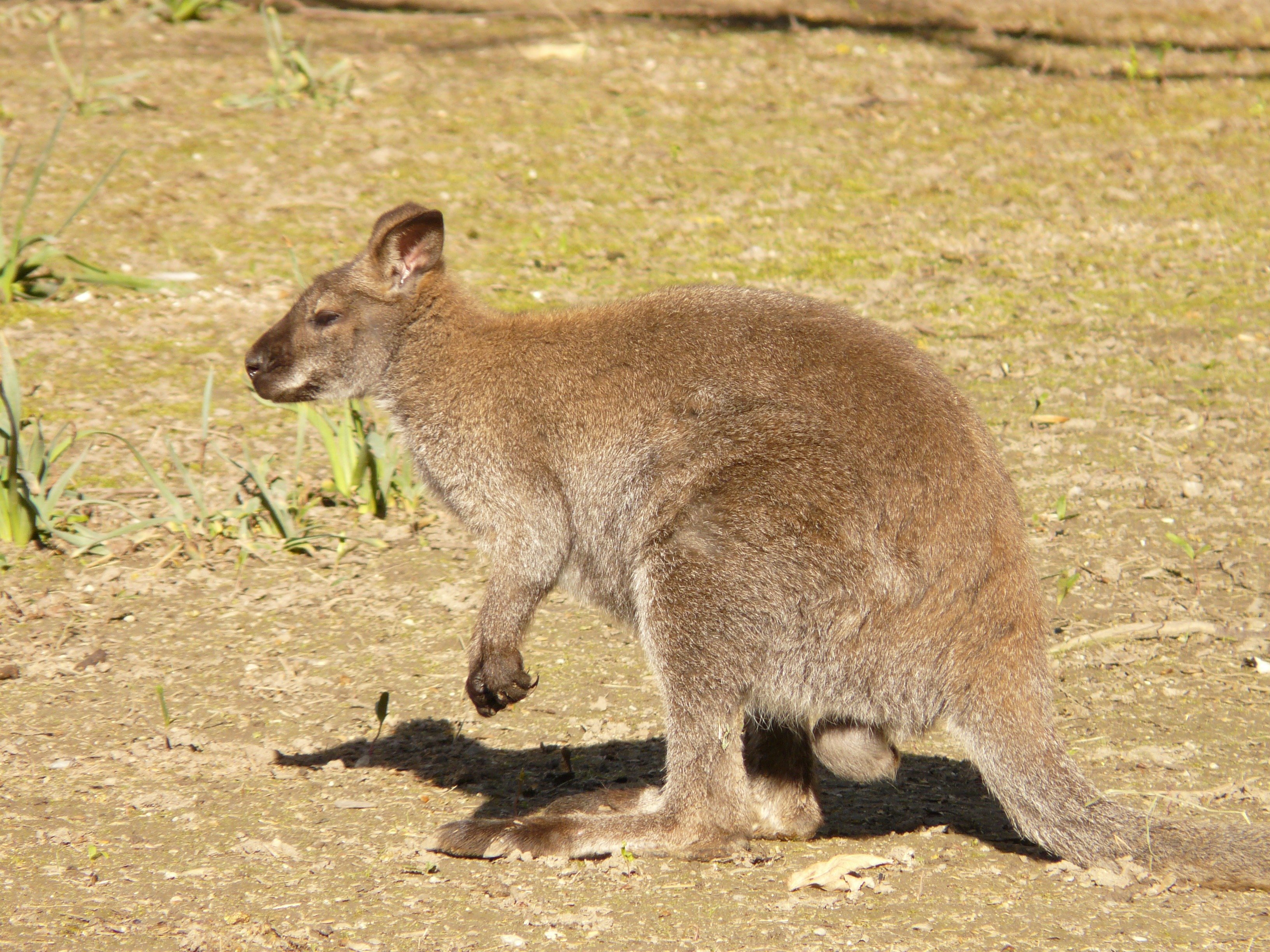 Почему сумчатые сохранились в австралии. Сумчатые кенгуру. Карликовый кенгуру. Сумчатые животные Австралии кенгуру. Валлаби Беннета.