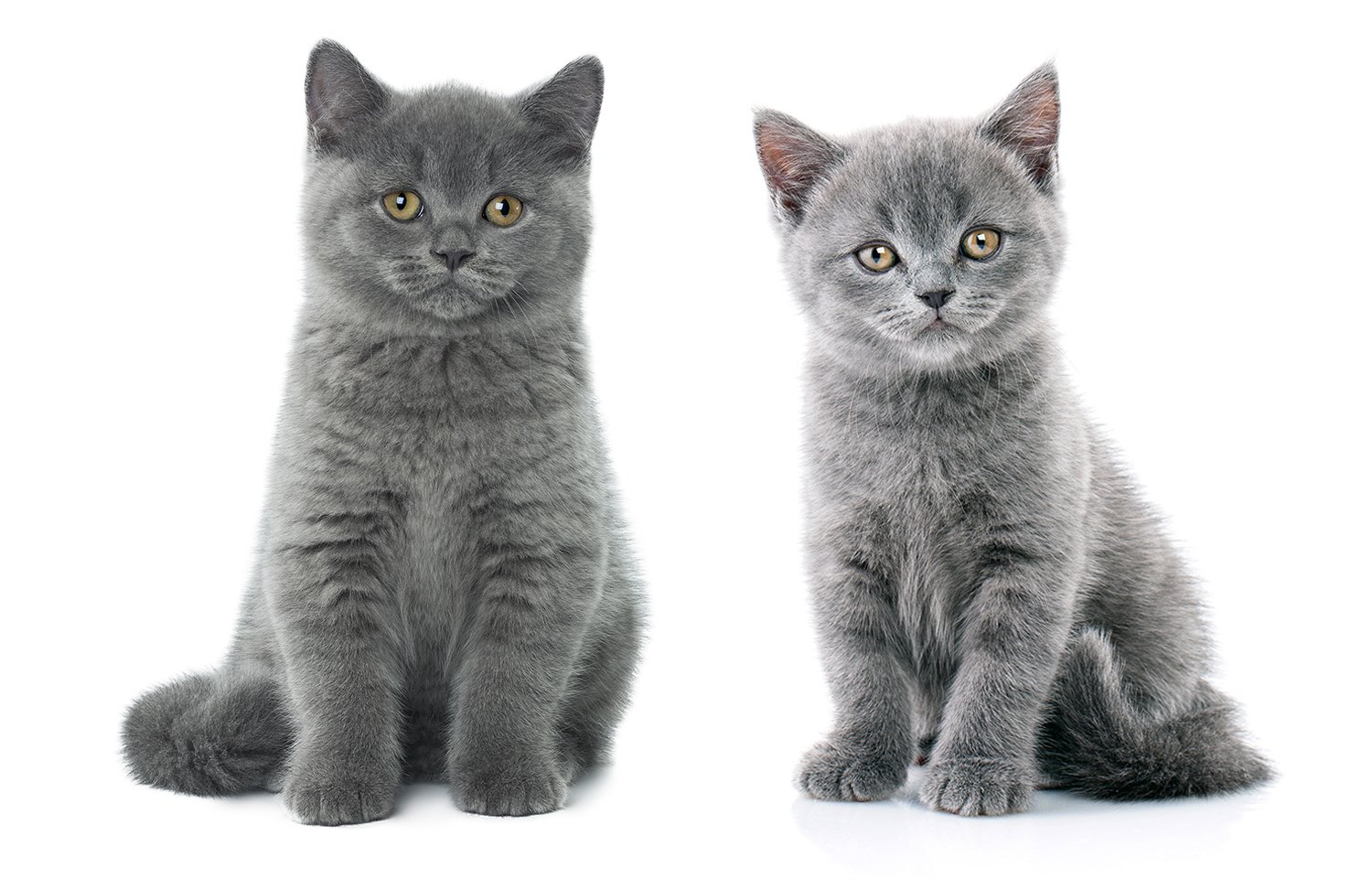как отличить шотландского котенка от обычного фото