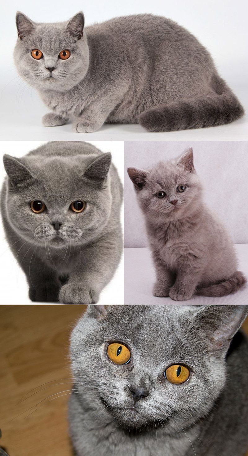 как отличить шотландского котенка от обычного фото