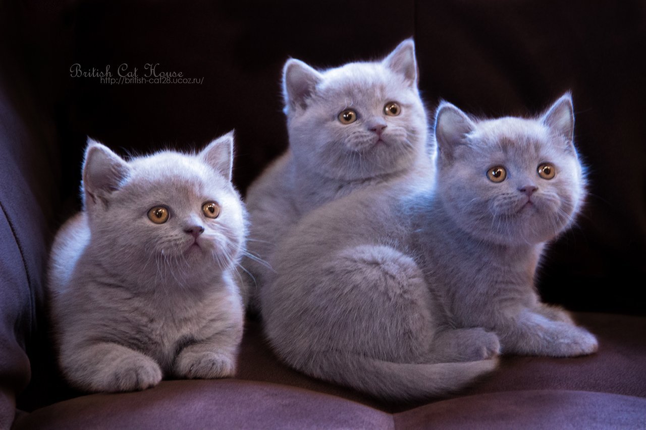 Британские кошки окрасы с фото и названиями