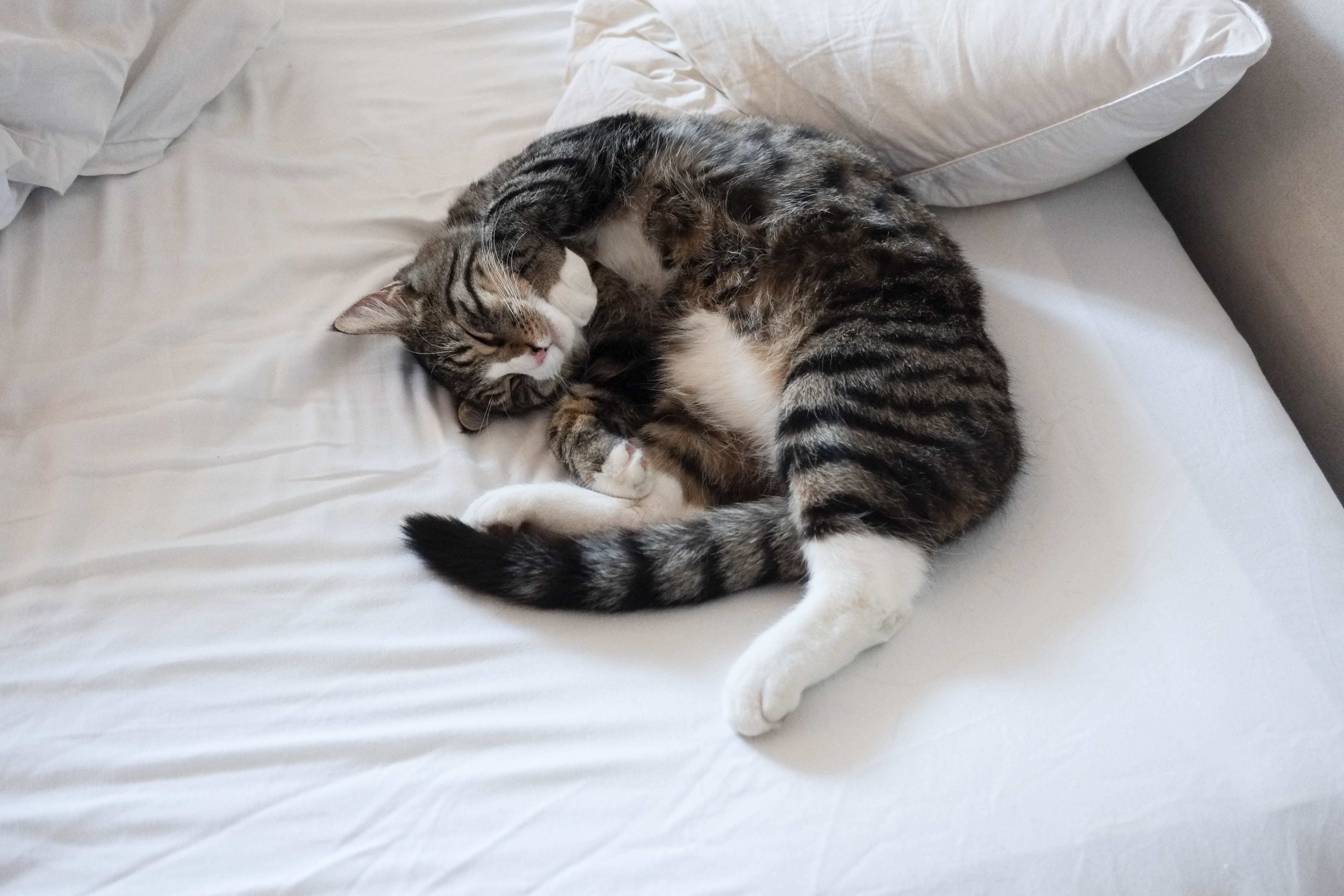 Котенок в постели. Котик в кровати. Спящие котята. Кошка лежит на кровати. Кровать для кошки.