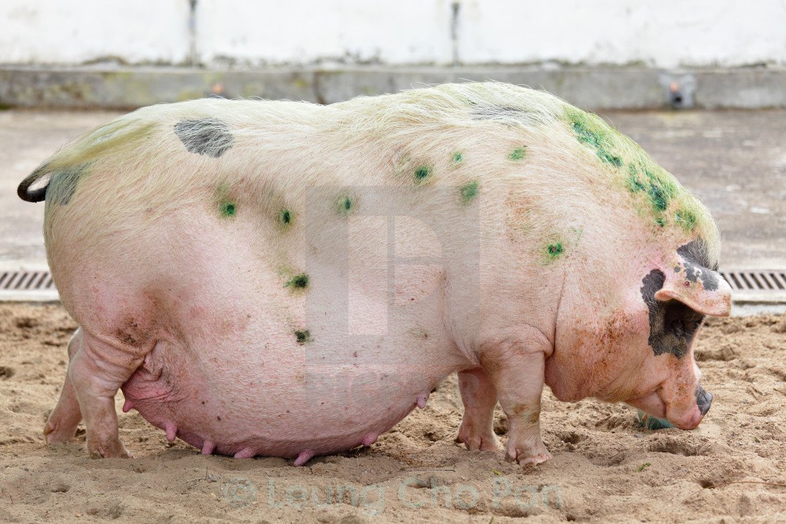 самая тяжелая свинья в мире вес фото