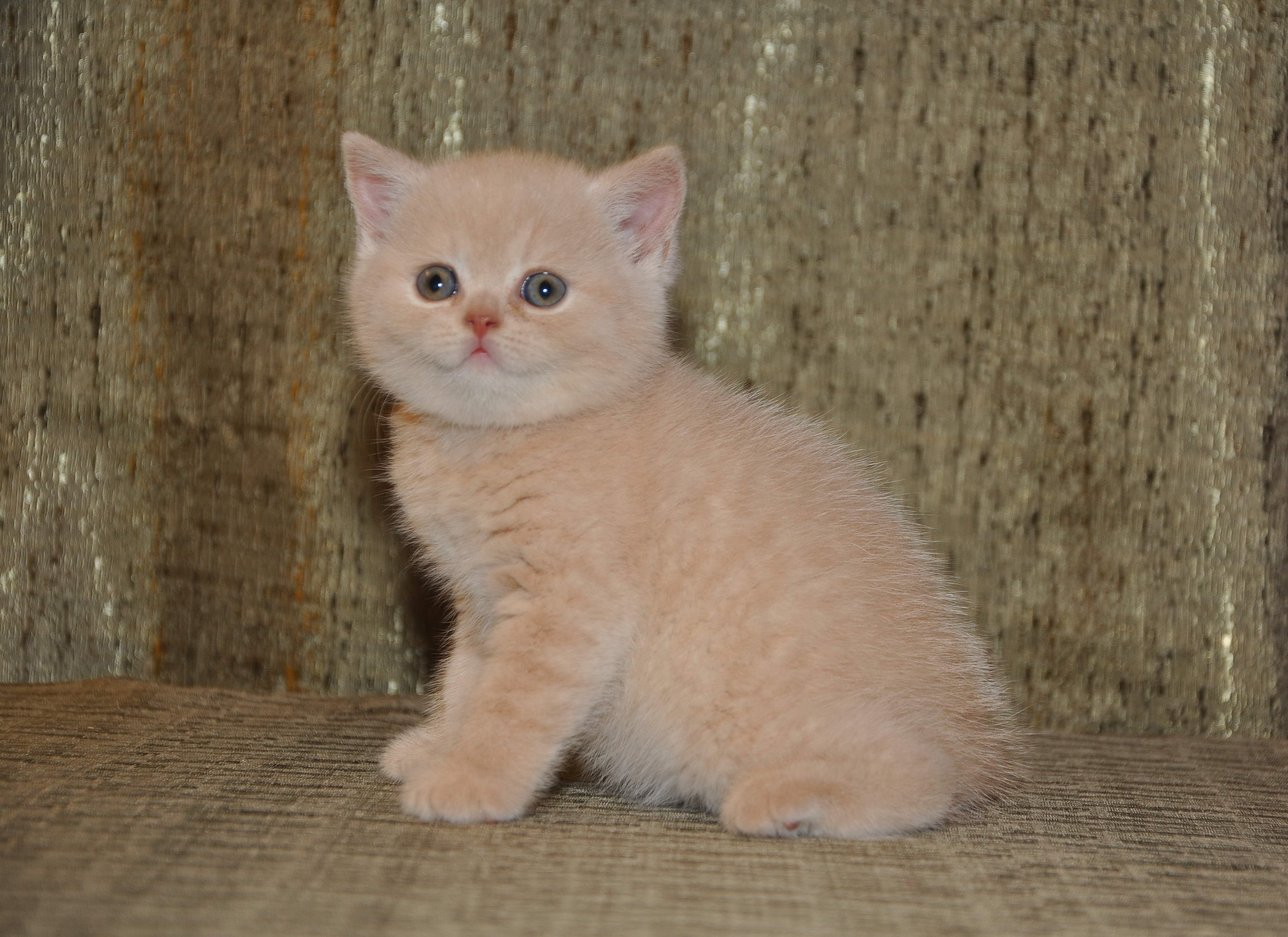 Персиковый британский кот