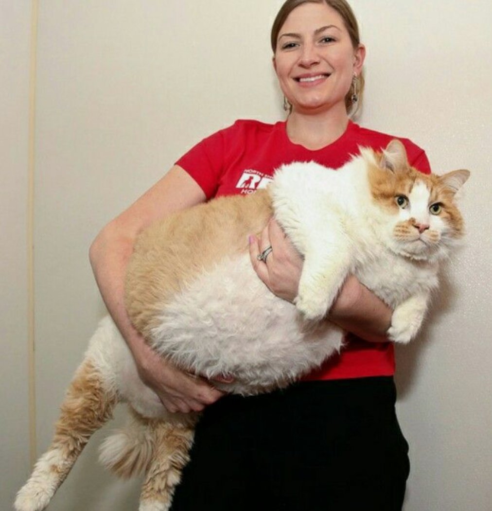 Толстого кота в мире. Самый толстый кот химми. Кот химми 21 кг. Австралийский кот химми. Кошка химми 22 кг.