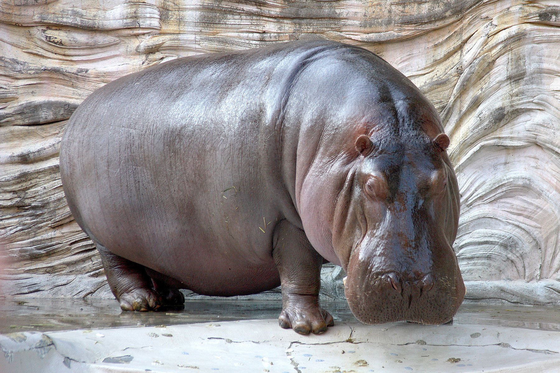 Какое животное самое толстое. Гиппопотам Хьюго. Нильский Бегемот. Бегемот Hippo. Гиппопотам и Бегемот.