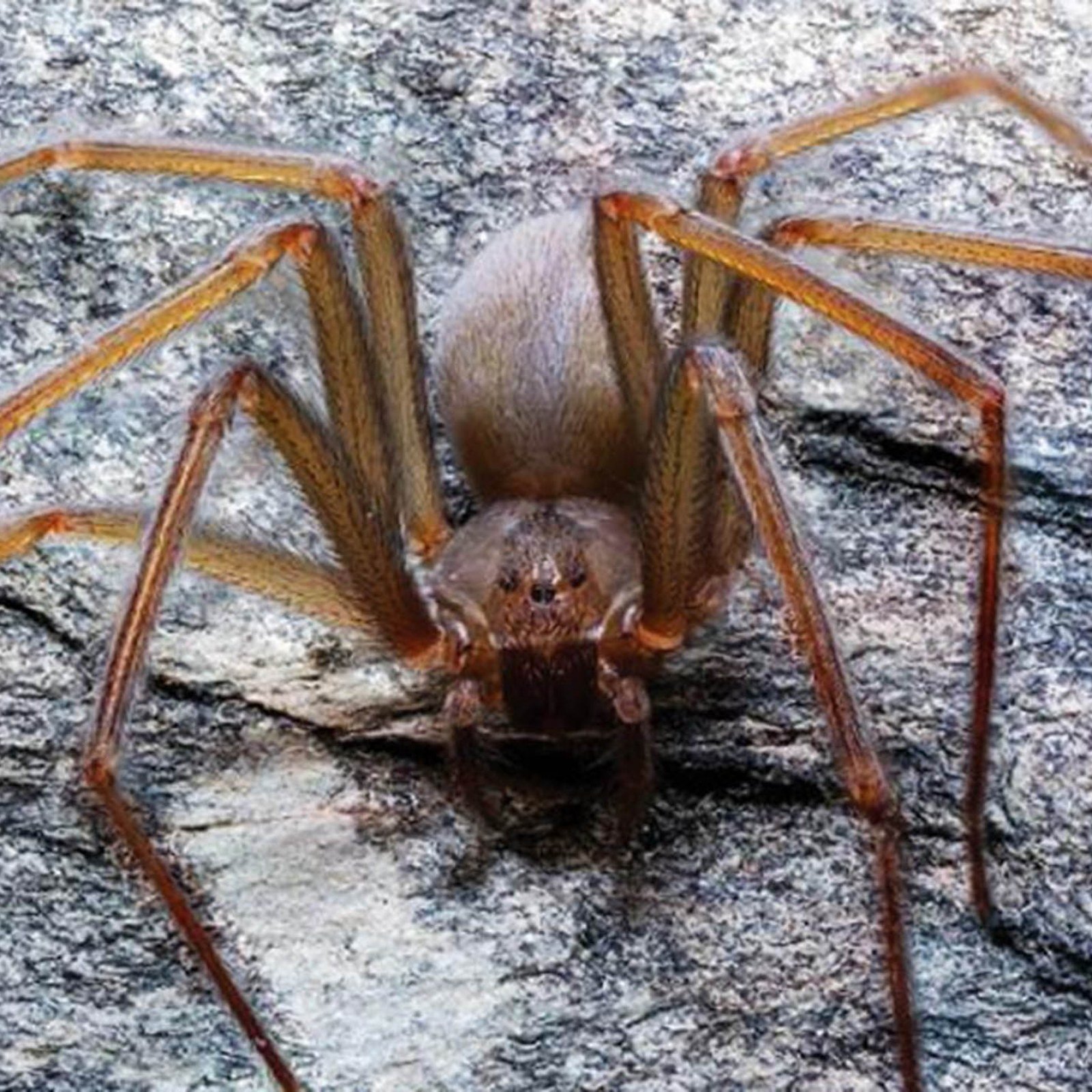 Самый опасный паук на земле