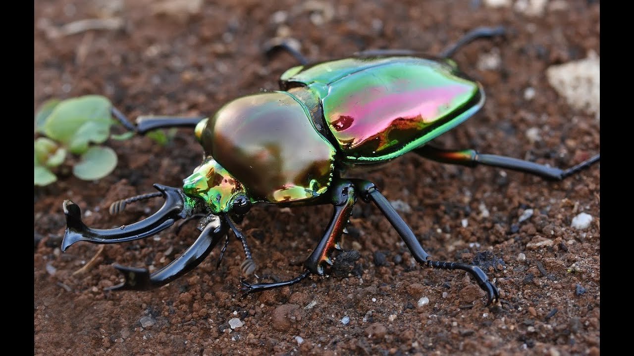 редкие жуки фото