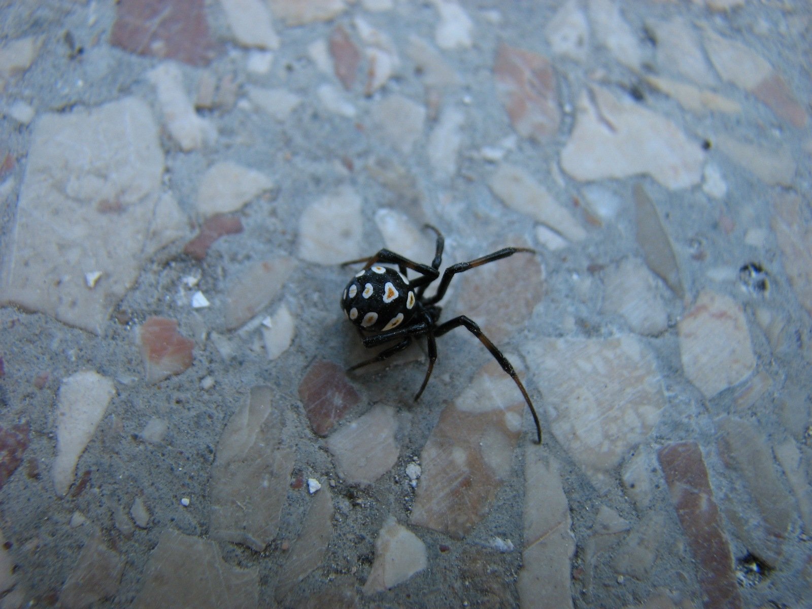 каракурт фото паука самец