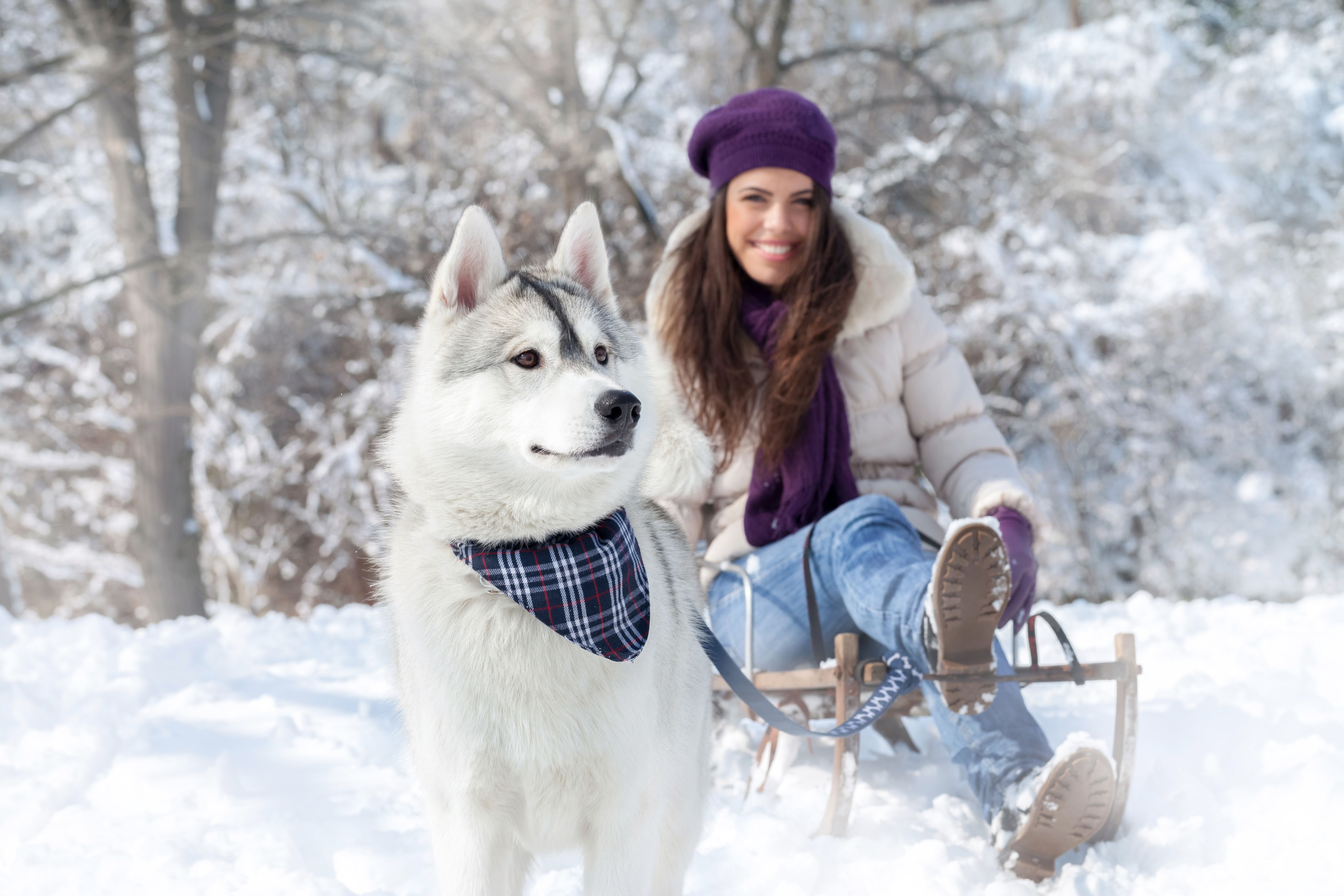 Новая реклама лайка. Сибирский хаски. Фотосессия с собакой зимой. Красивая девушка зима. Девушка с собакой зимой.