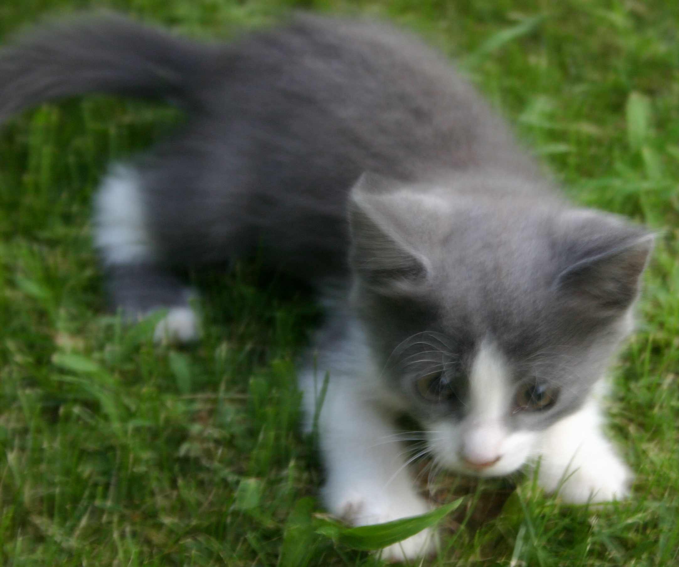 Серый кот с белыми лапами