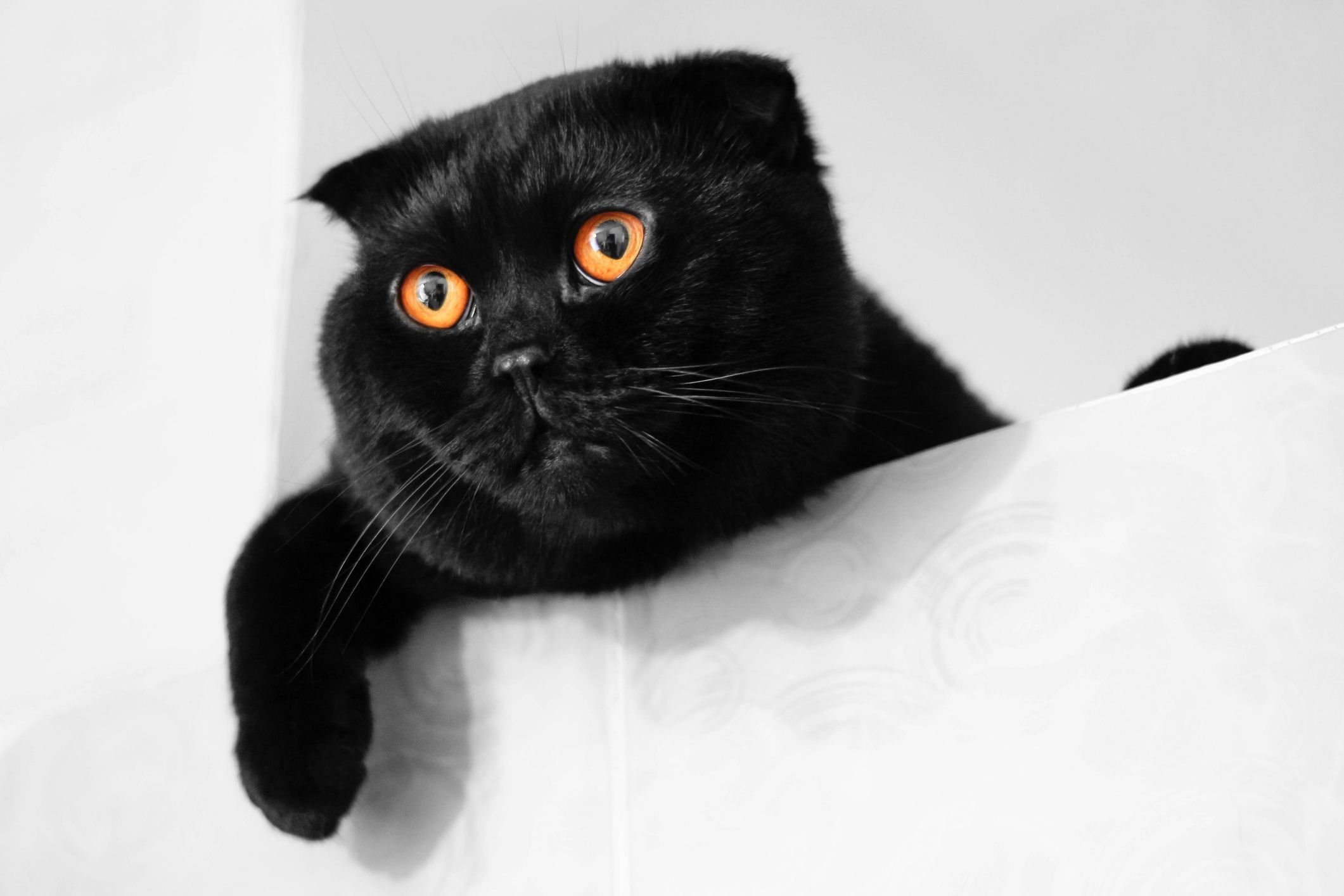 Британская короткошёрстная кошка черная вислоухая
