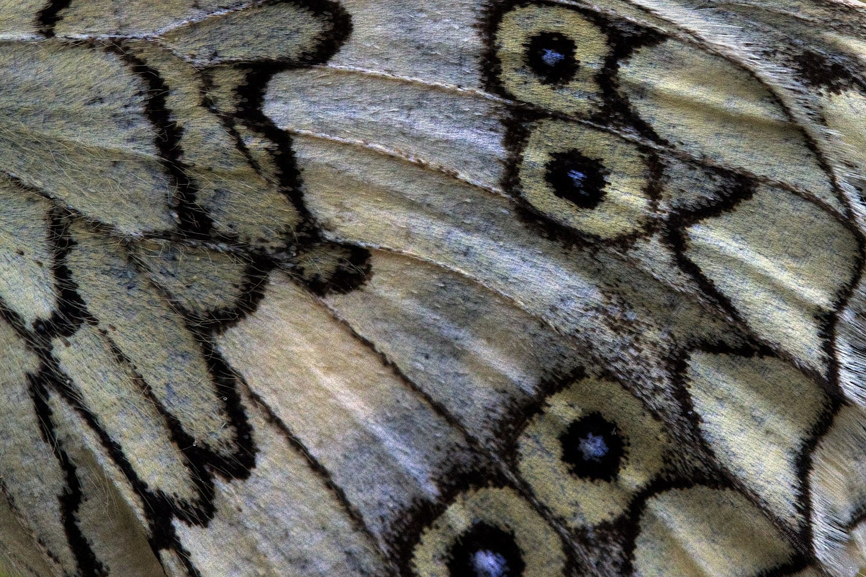 Фактура крыла бабочки