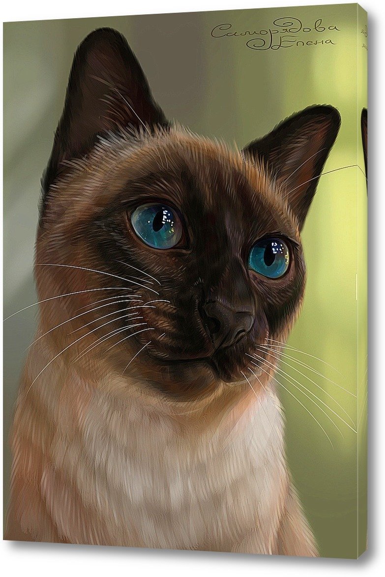 Бурый кот с голубыми глазами