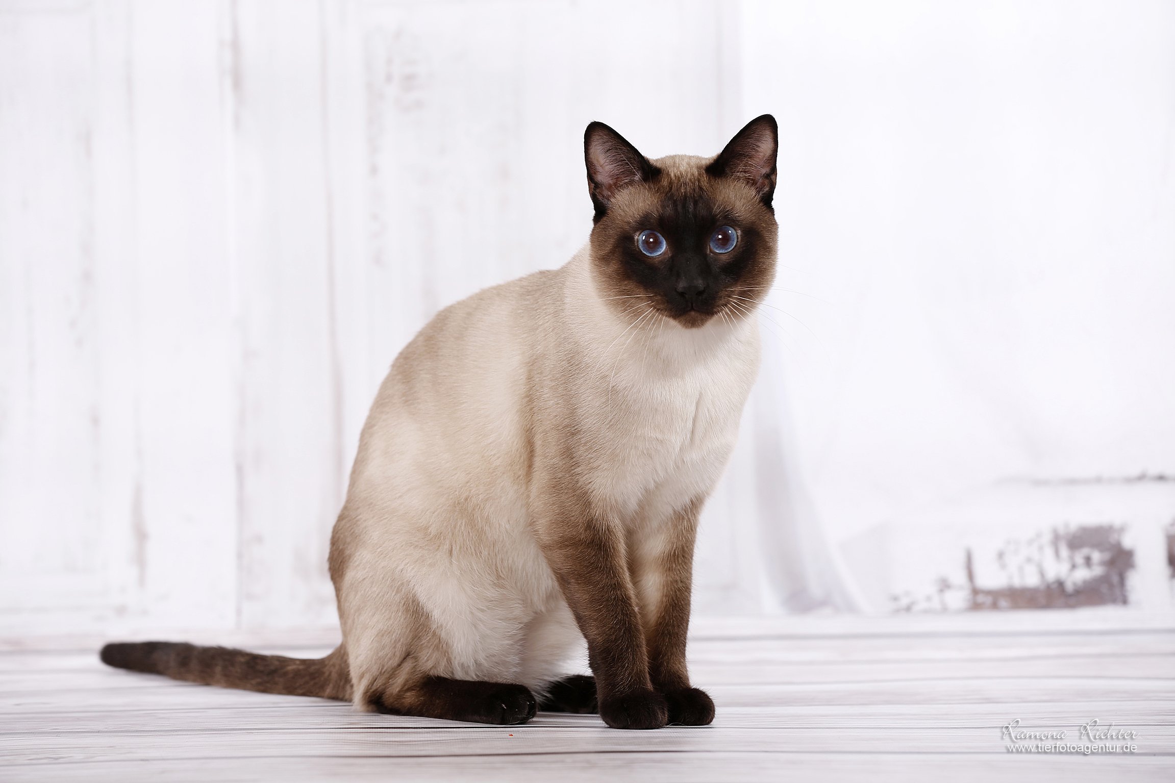 Абиссинская кошка окраса колор-Пойнт