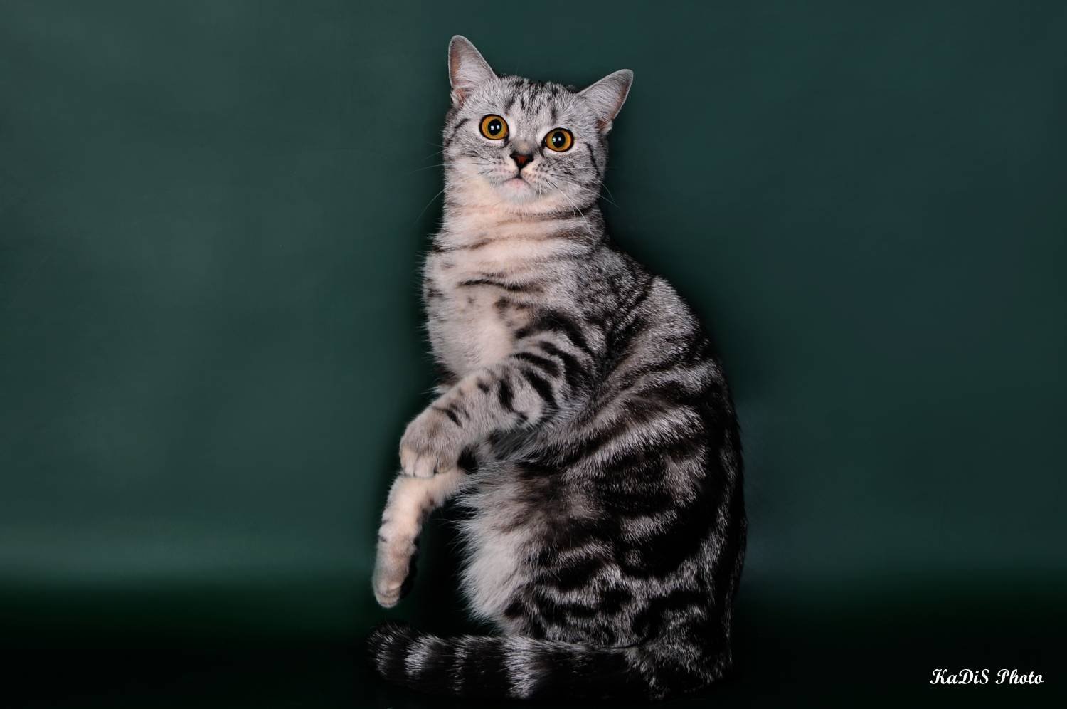 Шотландская кошка прямоухая черный мрамор
