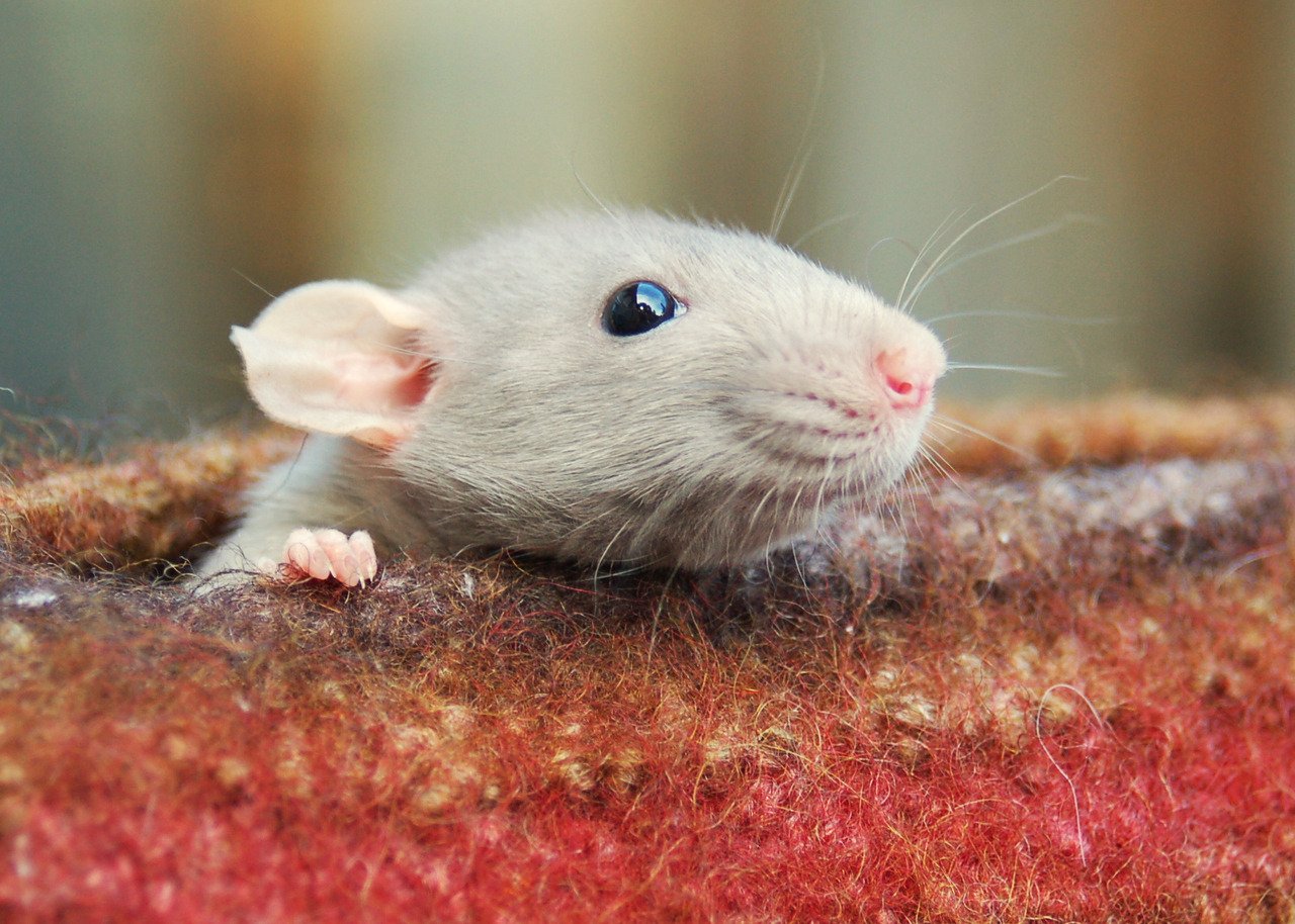 Милая мышь. Милые крысы. Лабораторные мыши. Крыски лабораторные. Декоративные мыши.
