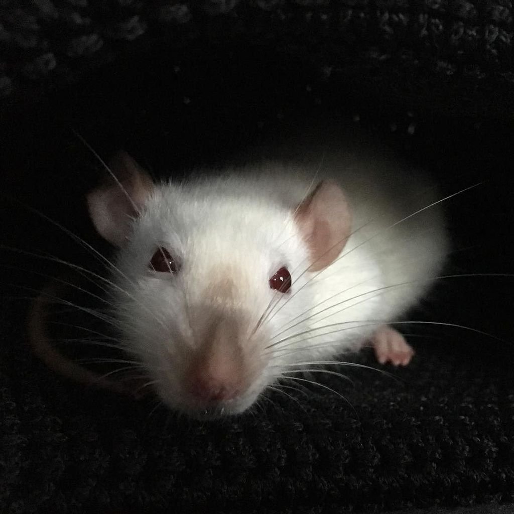 Крыса Дамбо белая с красными глазами