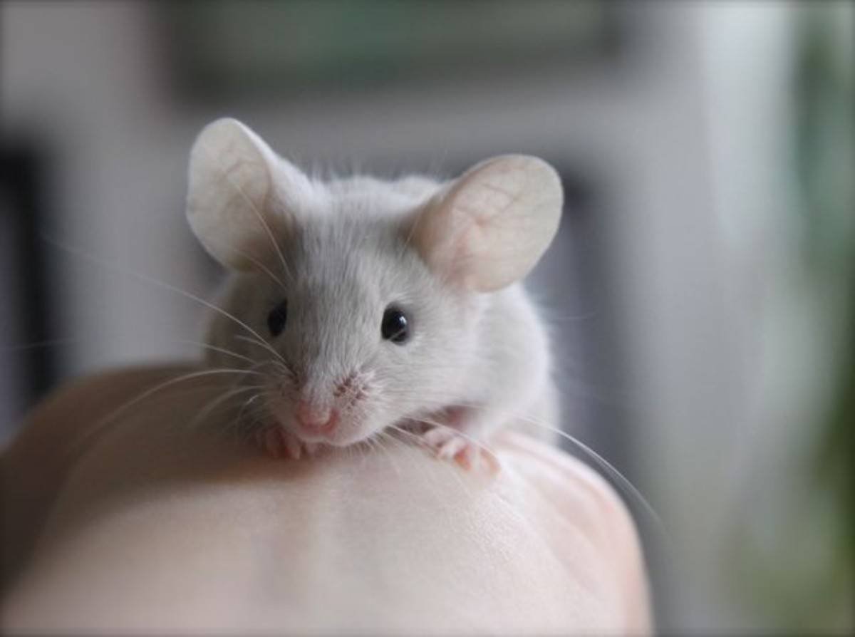 Милая мышь. Крыса Дамбо. Крыса Дамбо белая. Мышонок Дамбо. Крысенок Дамбо белый.