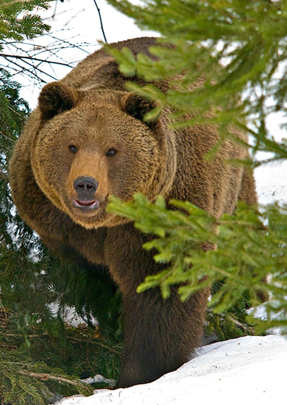 Животное тайги бурый медведь. Бурый медведь в тайге. Сибирский бурый медведь. Таежный бурый медведь. Гризли североамериканский бурый медведь.