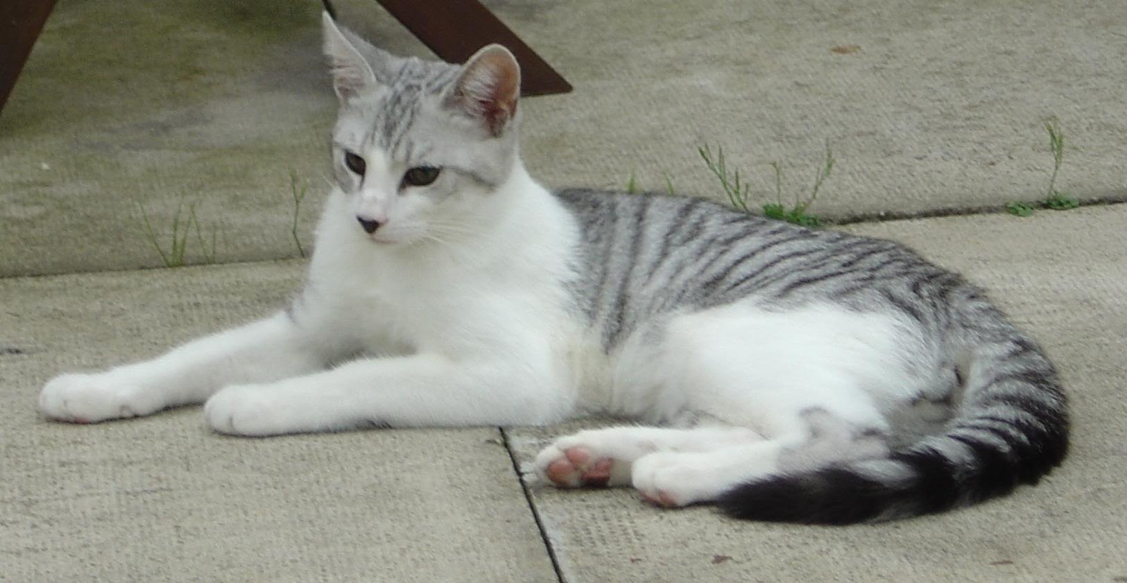 Белый кот с серыми пятнами